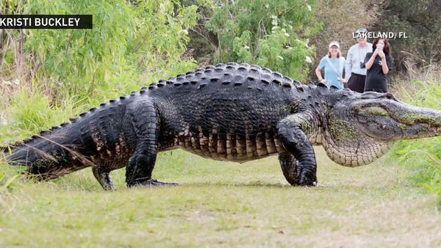 2017 Alligator Price Chart Florida