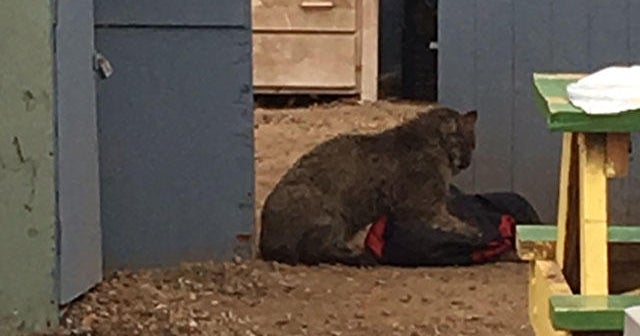 Bobcat that attacked 3 women in Connecticut tests positive