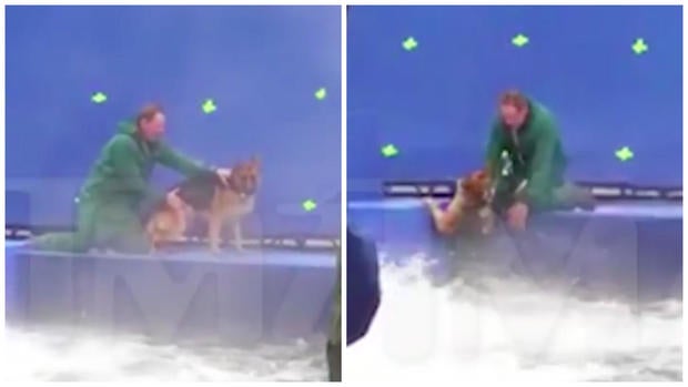 germanshepherdcomp.jpg