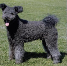 pumi-1.jpg