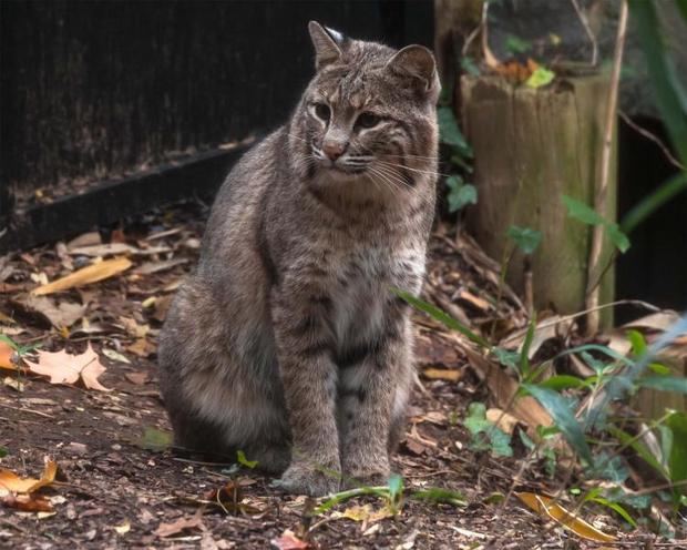bobcat-ollie-national-zoo-escaped-2017-1-31.jpg