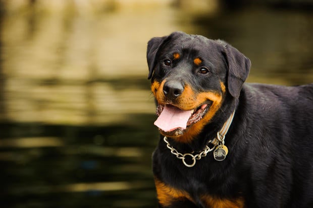 Rottweiler 5 expensive dog breeds that people actually