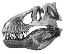 t-rex-first-find-amnh-244.jpg