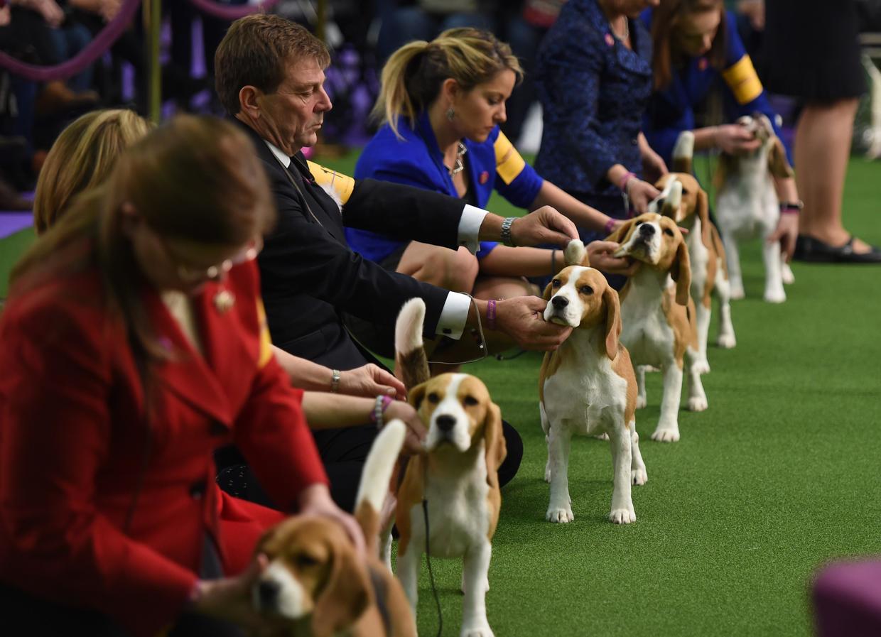 Maltese Westminster Kennel Club Dog Show 2017 Pictures CBS News