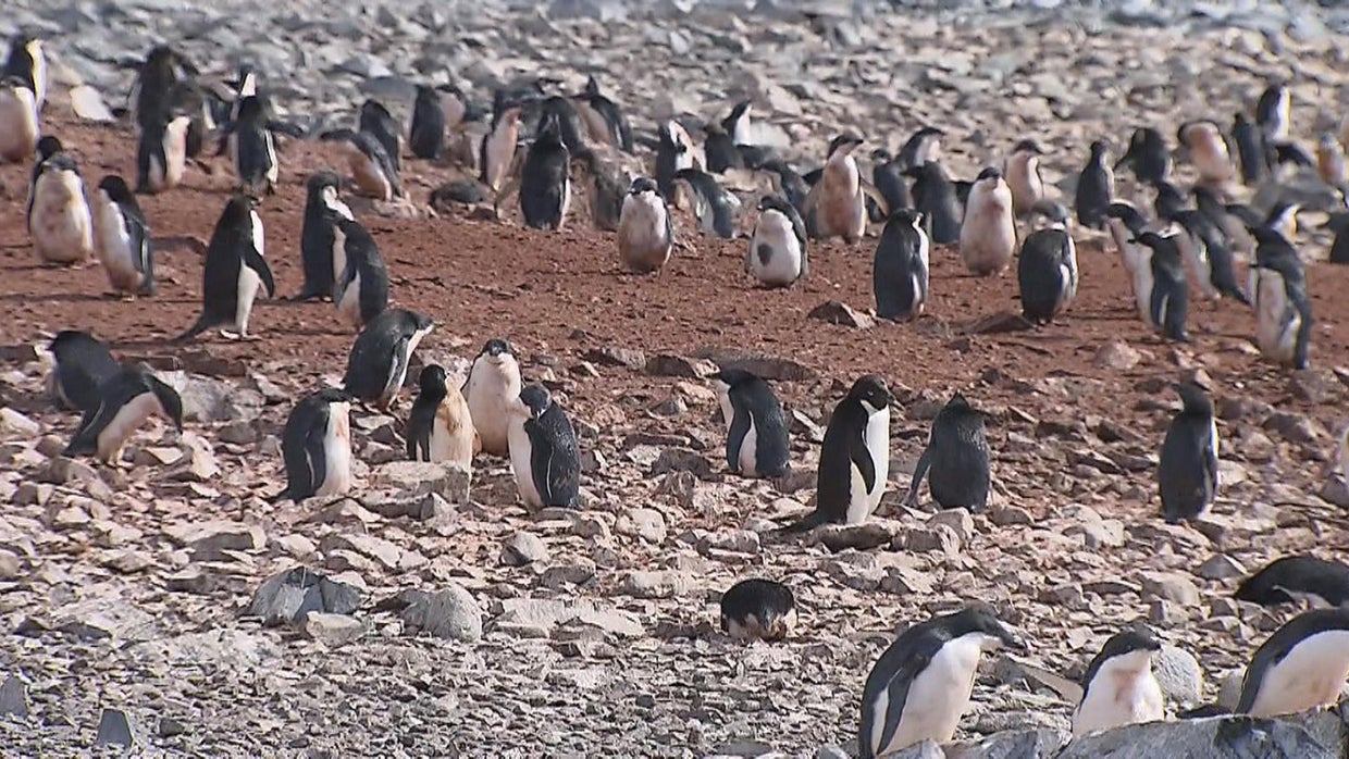 Antarctica penguin population declining as glacier recedes and ice