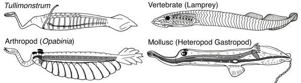 tully-monster-illustrations.jpg