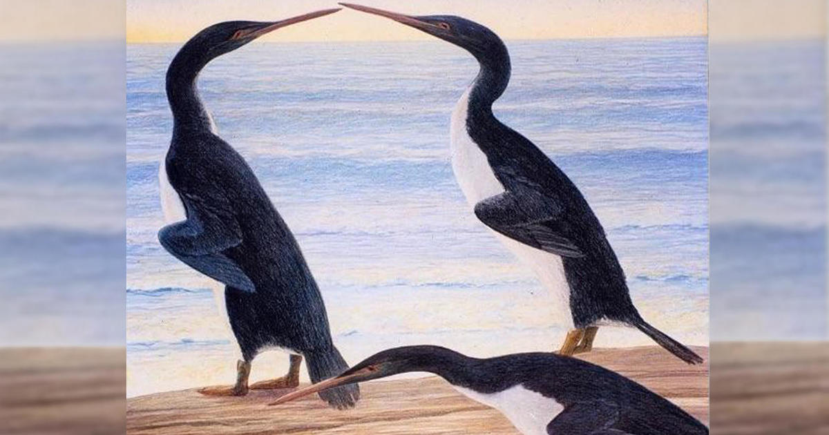 Giant Prehistoric Penguins Evolved During The Dinosaur Age - CBS News