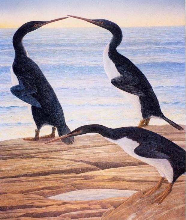waimanu-penguin.jpg