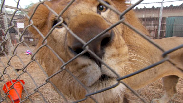 lionlifesavers-8.jpg