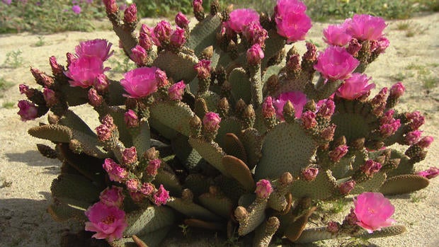 d2-blackstone-superbloom-transfer5.jpg