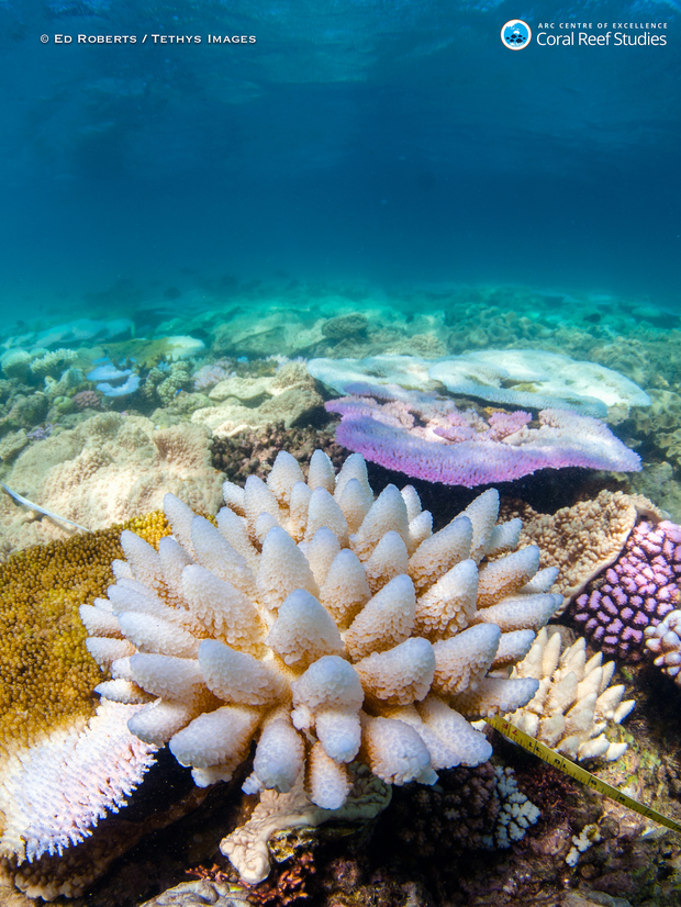 bleached-and-flourescing-corals.png