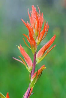 wildflowers-indian-paintbrush-244-verne-lehmberg.jpg