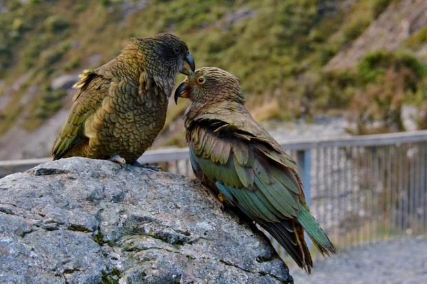 1200472kea02.jpg