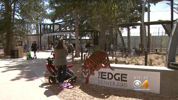 170404-cbs-denver-tiger-touched04.jpg