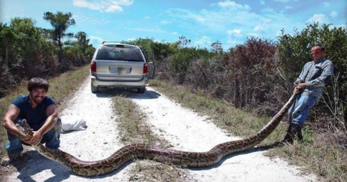 Men Catch 15 Foot Long 144 Pound Python In The Florida Everglades 