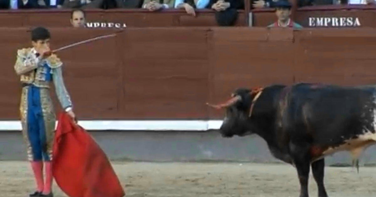 Spain Bullfighter Gored In Madrid Las Ventas Bullfighting Ring Cbs News Spain Bullfighter Gored In Madrid Las Ventas Bullfighting Ring Cbs News
