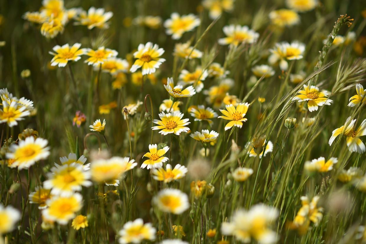 Super bloom: Spectacular spring flowers of 2017 - CBS News