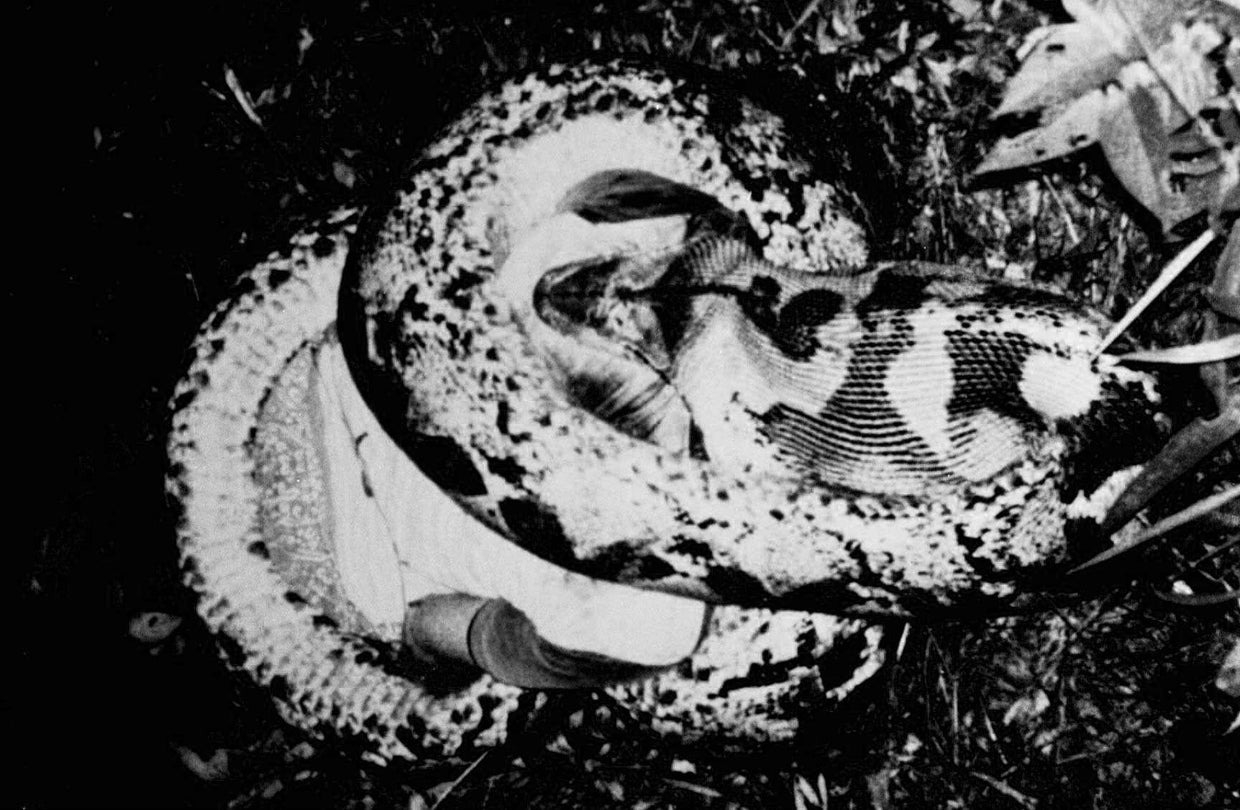 Insane snake attacks (WARNING GRAPHIC IMAGES) CBS News