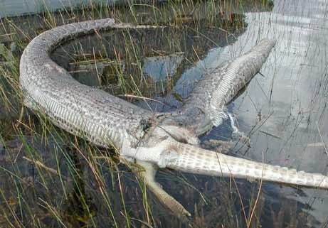 anaconda eating human anaconda eating human