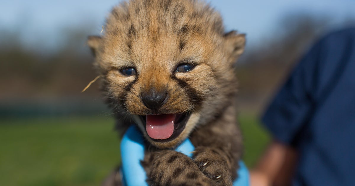 New names for Smithsonian's cheetah cubs - CBS News