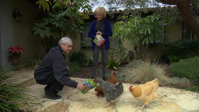 chicken.jpg