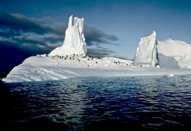 img0008-penguins-on-ice-paradise-bay.jpg