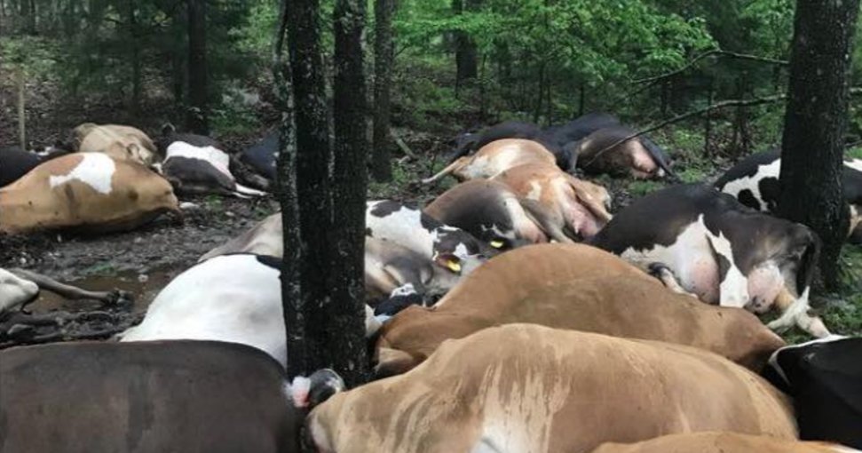 Farmer devastated to discover lightning strike killed 32 of his dairy