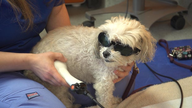 Laser therapy makes dogs look cool, feel even better  CBS News