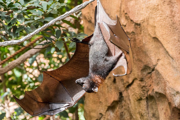 giant-golden-crowned-flying-fox.jpg