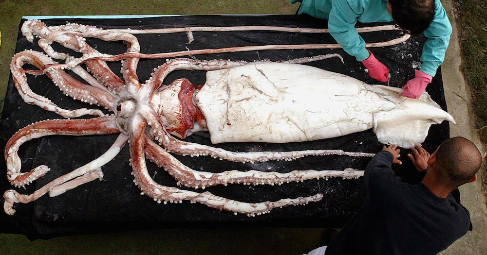 The Largest Animals Of Their Kind On Earth Cbs News