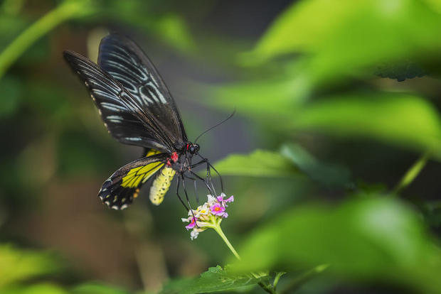 queen-alexandra-birdwing-shutterstock.jpg