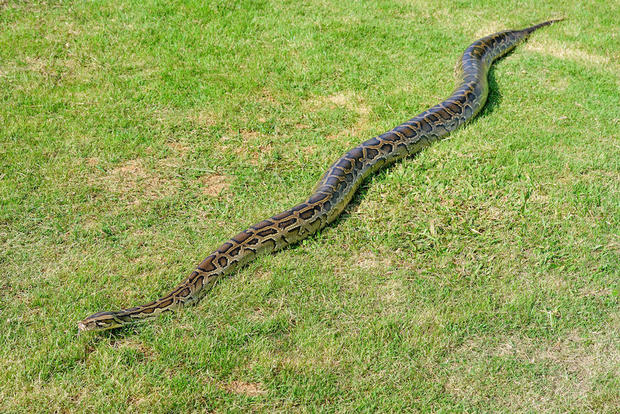 reticulated-python-shutterstock.jpg