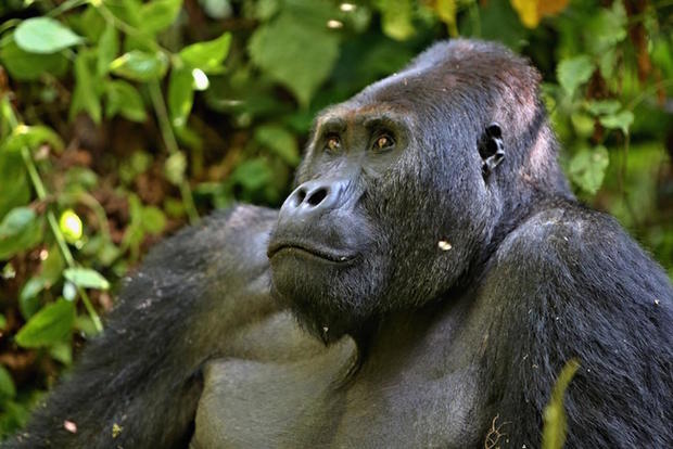 eastern-gorilla-shutterstock.jpg