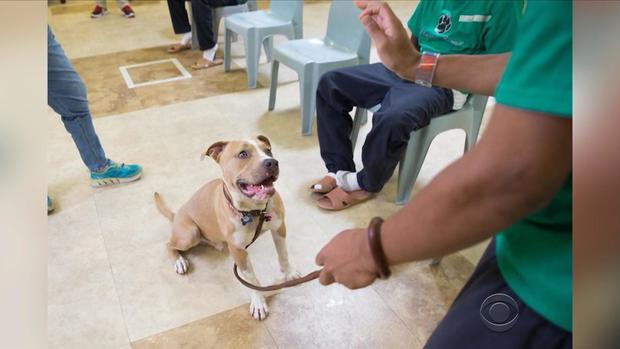 martinez-rescue-dogs-2-2017-5-13.jpg