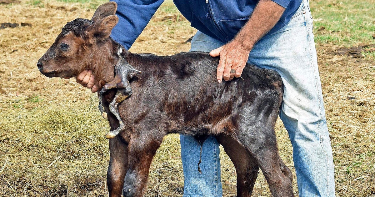 Calf born with 2 extra legs attached to its neck CBS News