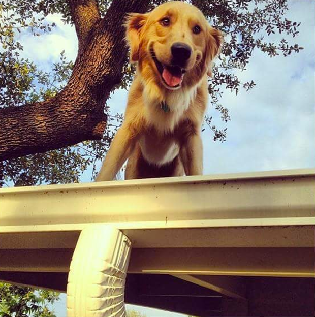 Huckleberry the roofjumping golden retriever goes viral CBS News