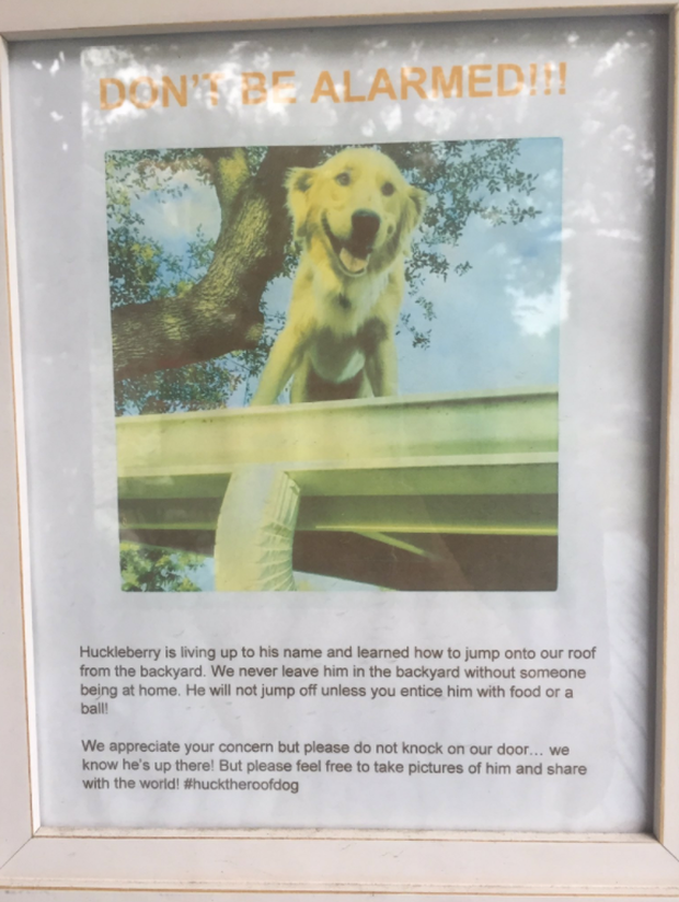Huckleberry the roof-jumping golden retriever goes viral - CBS News Huckleberry the roof-jumping golden retriever goes viral - CBS News