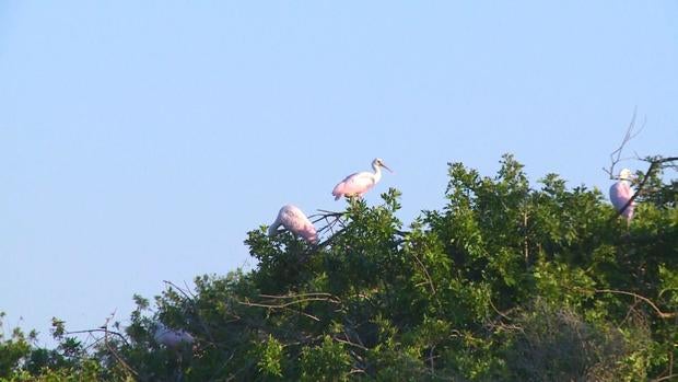 ctm-0526-everglades-roseate-spoonbill.jpg