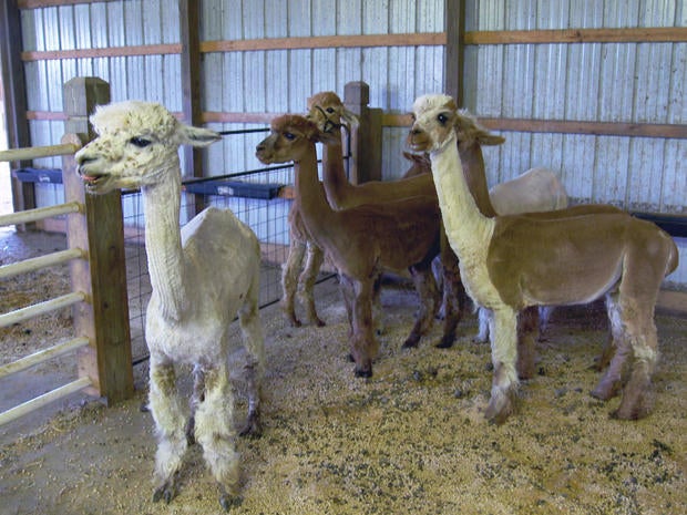 alpacas-2-promo.jpg