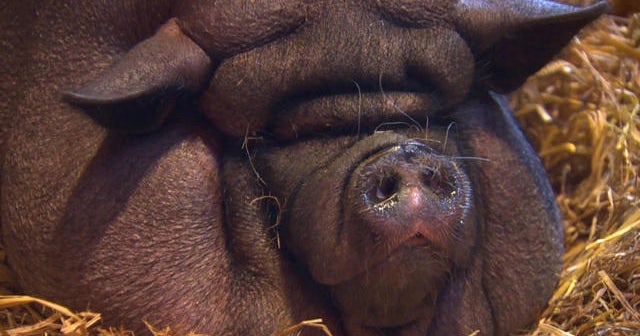 Owner of overweight pig faces animal cruelty charges CBS News