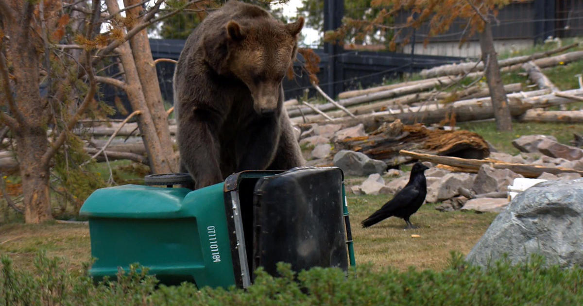 Grizzly bears in Yellowstone put trash cans and coolers to 