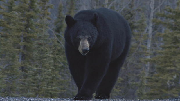 bear-atttack-bear-walking.jpg