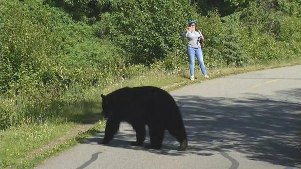 woman-takes-pic-of-bear.jpg