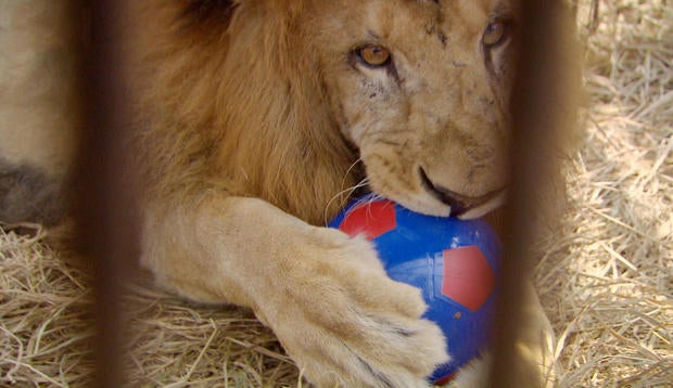 lion-main.jpg