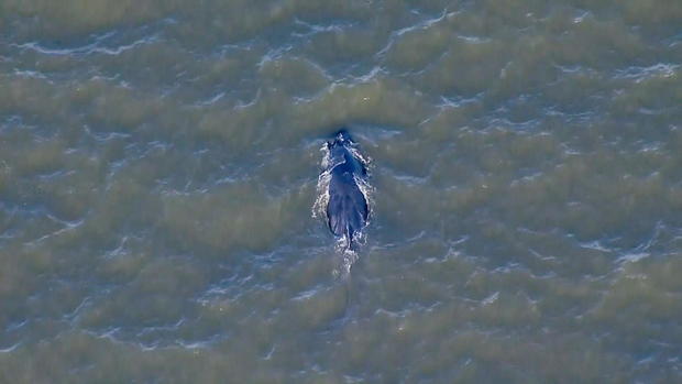 nyc-whale-sighting.jpg