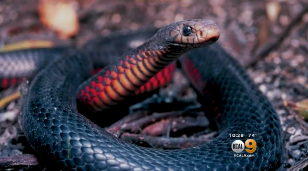 venemous-snake.png