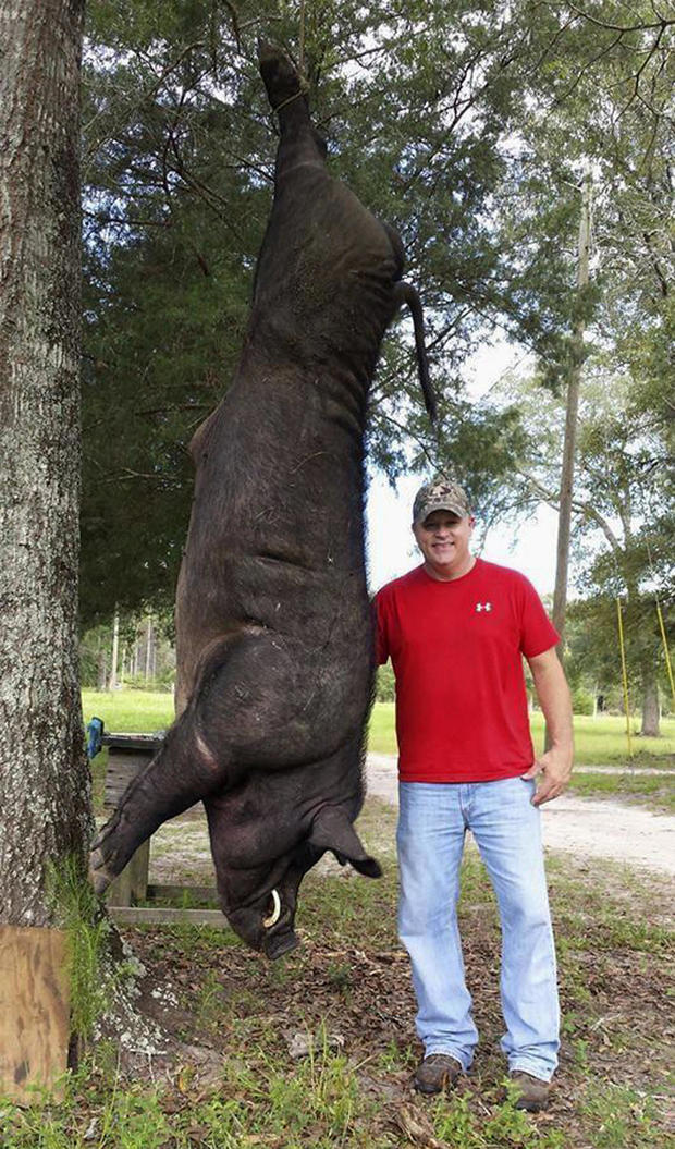 Alabama man kills 820-pound wild hog in front yard with ...
