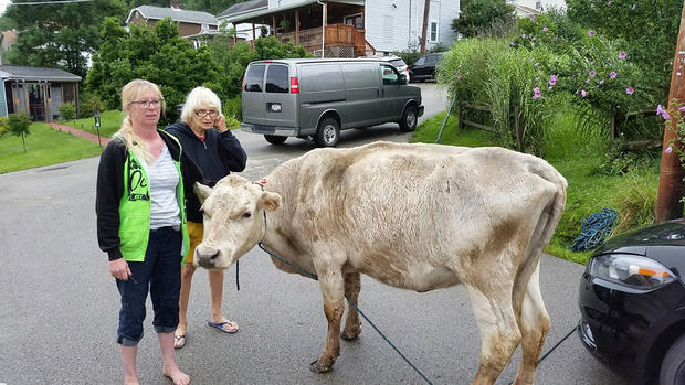 cow-rescued-in-flooding-finleyville 