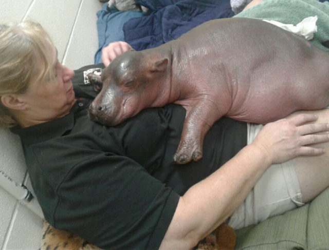 Baby Fiona The Hippo Cincinnati Zoo Pictures Cbs News