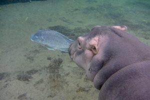 Baby Fiona the Hippo Cincinnati Zoo pictures CBS News